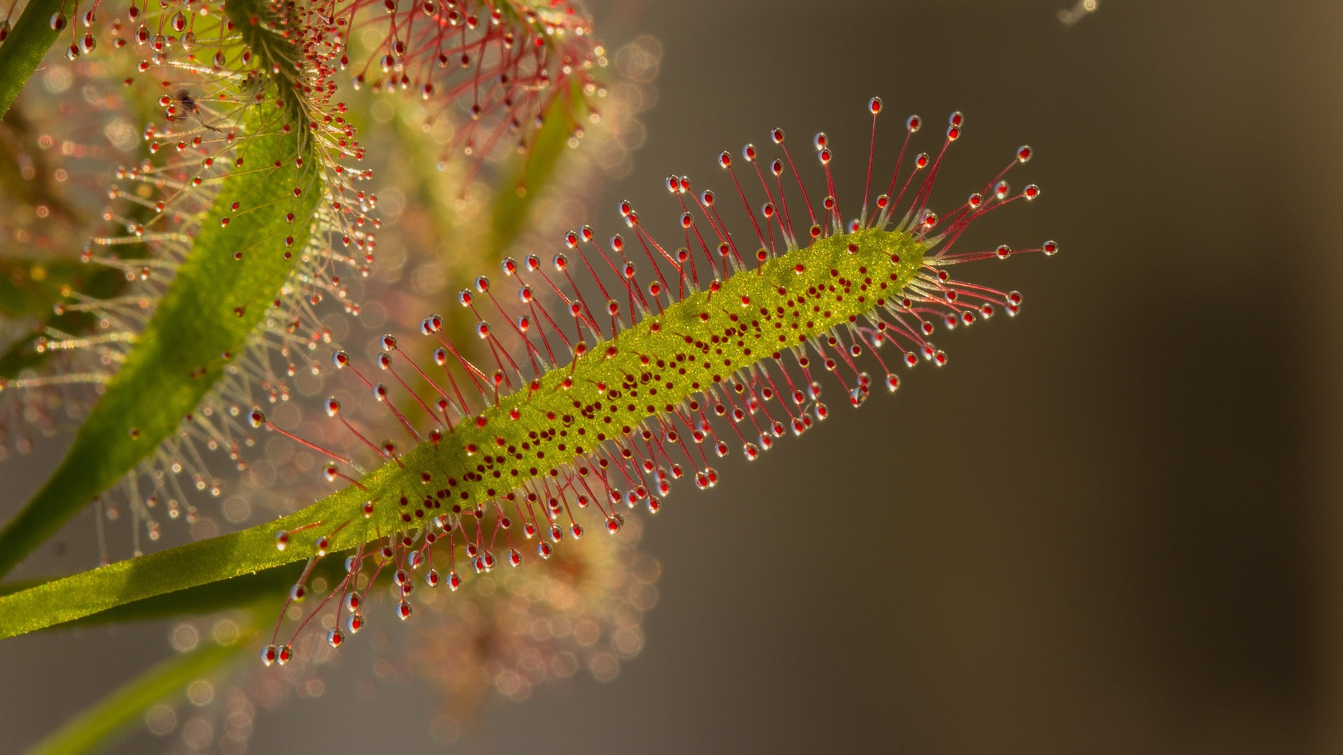 Sundew leaf