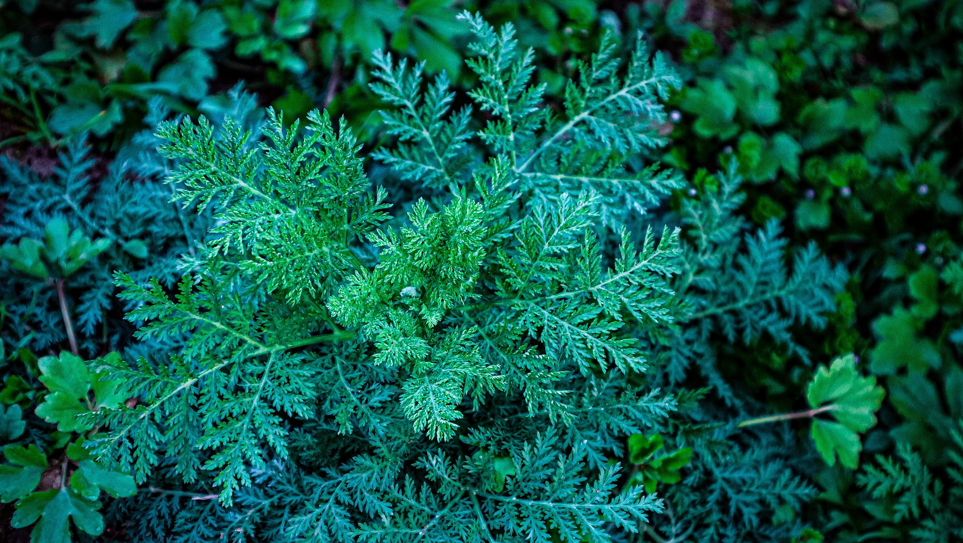 Wormwood Plant