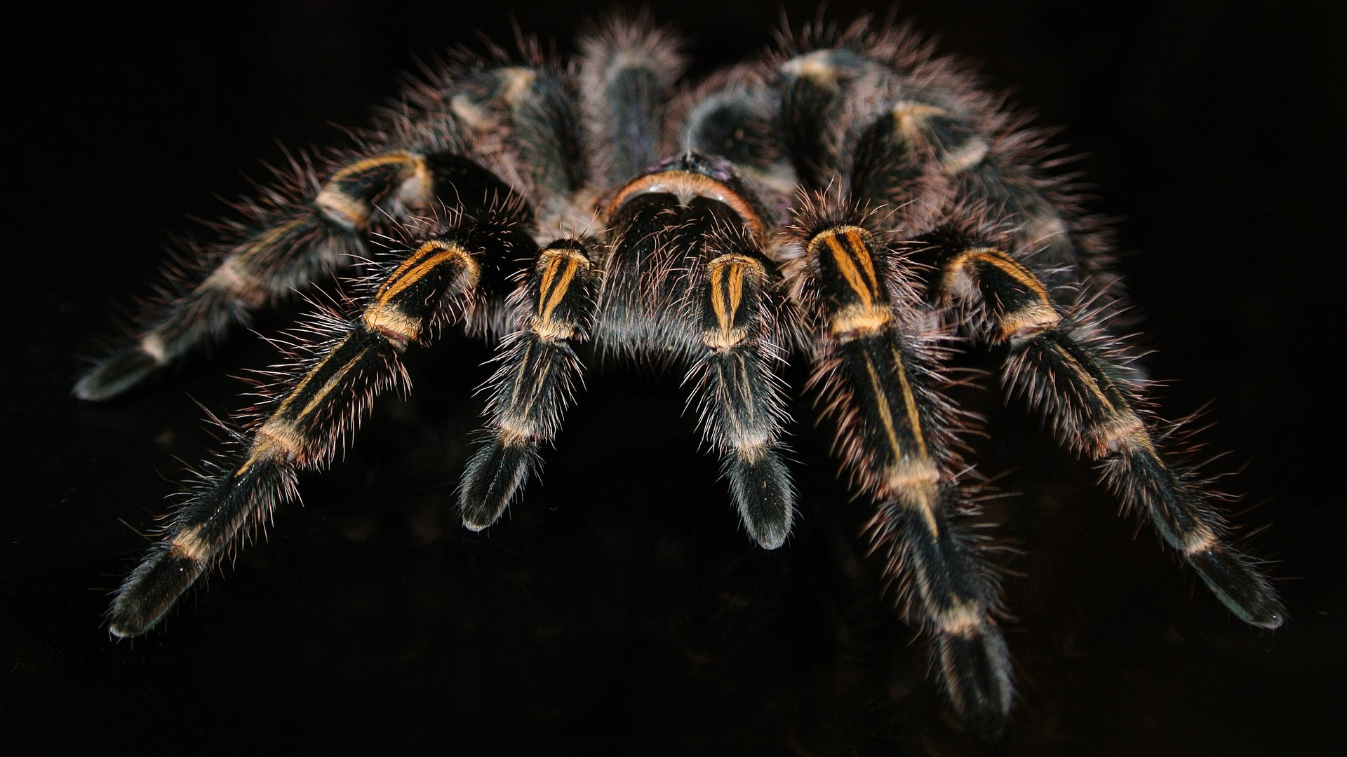 Black Tarantula Spider