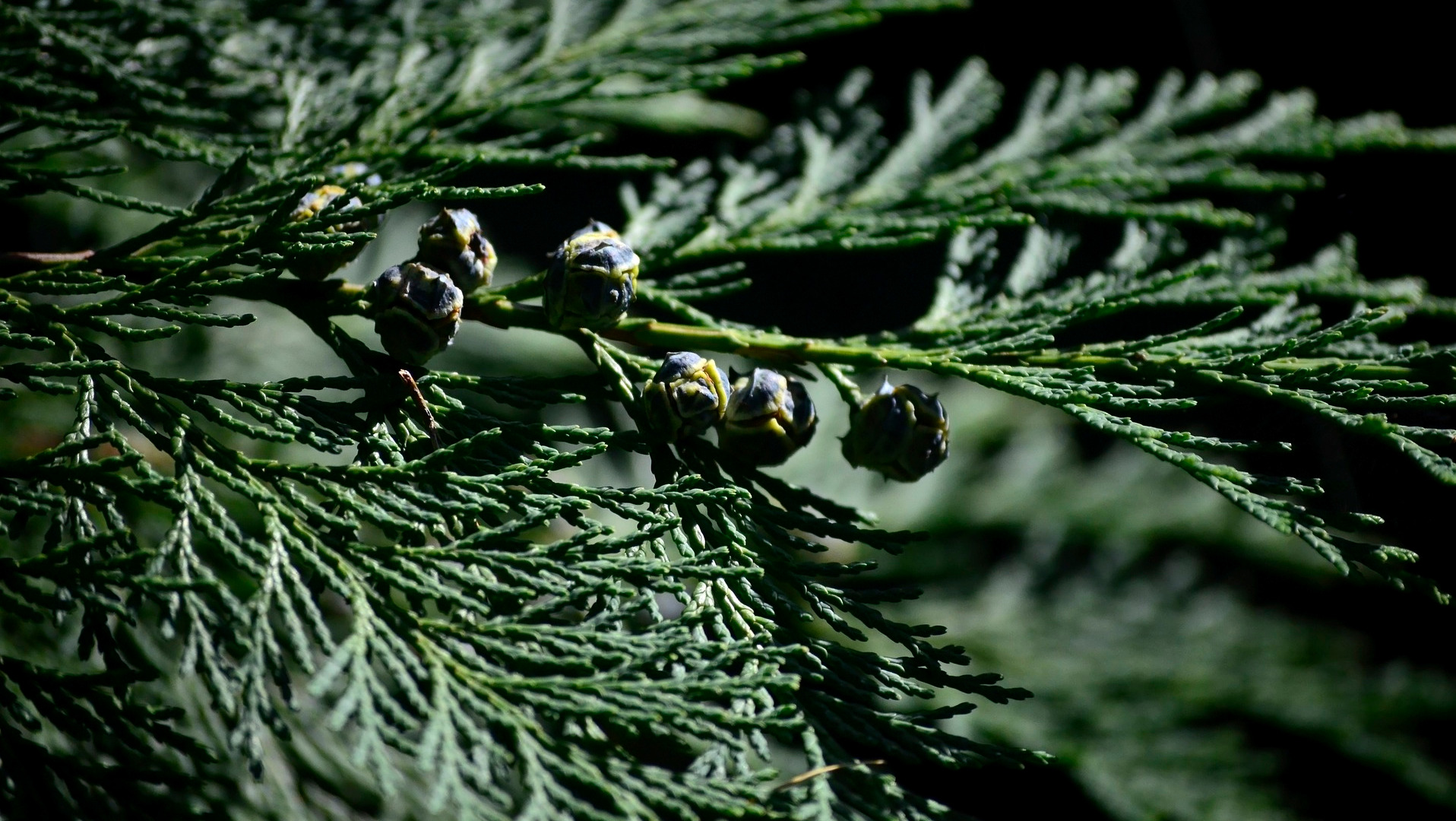 Thuja Branch