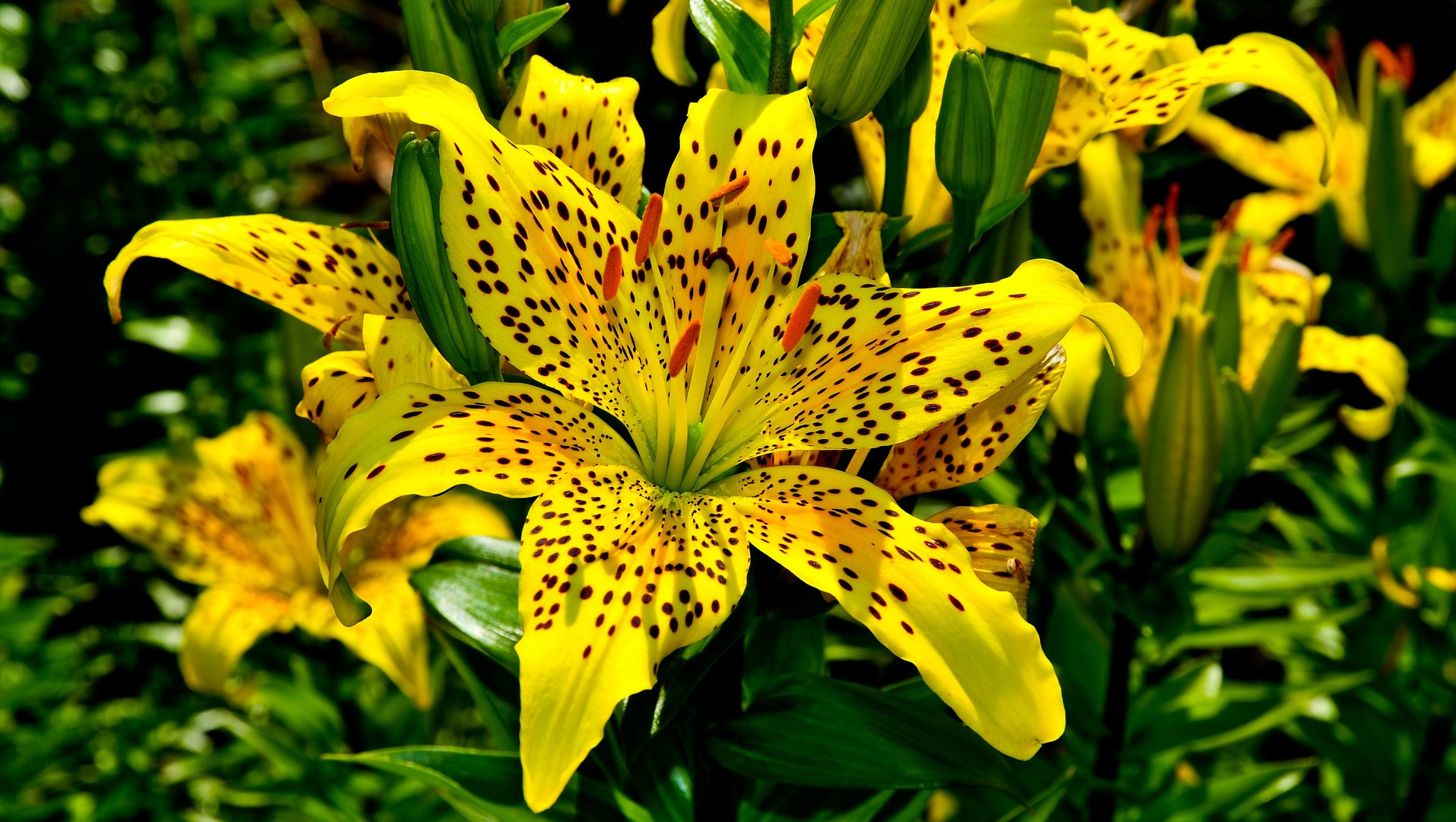 Blooming Tiger Lily