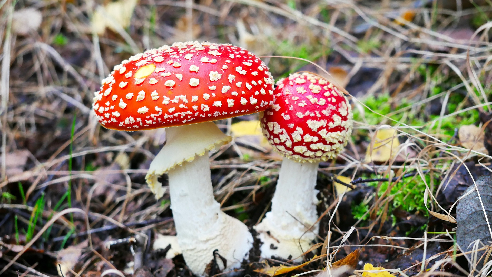 Agaricus Muscarius Toadstool