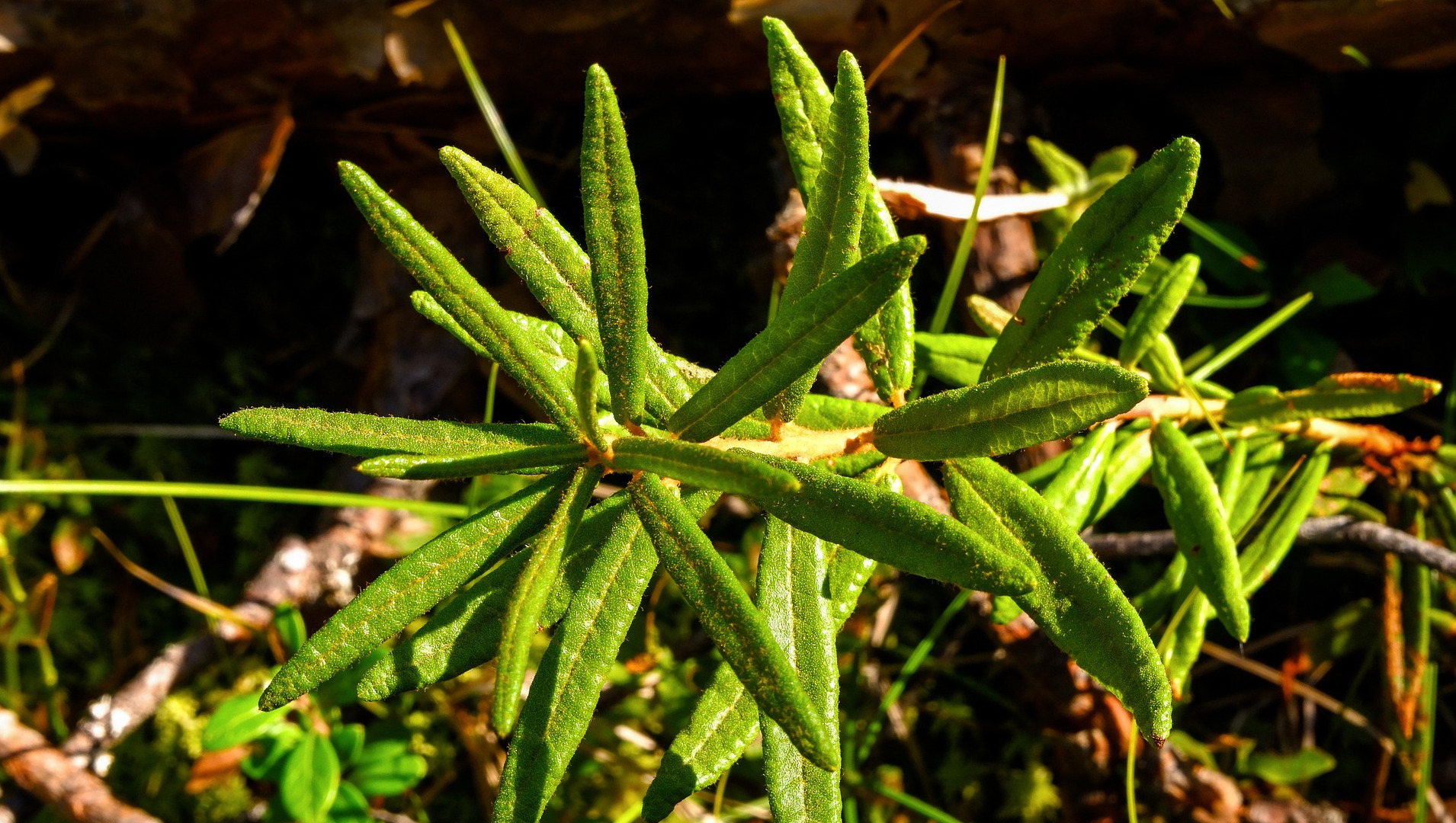 Wild Rosemary