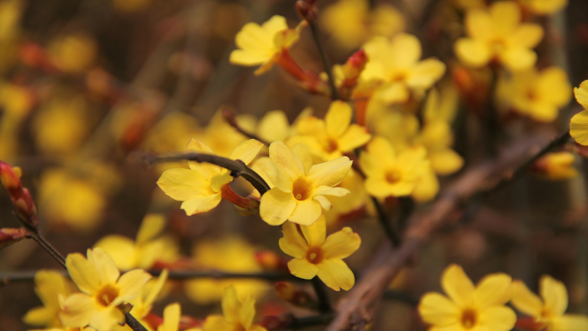 Yellow Jasmine Blooms